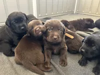 Betsy, a female Labrador Retriever for sale in Templeton, CA – 4 of 4