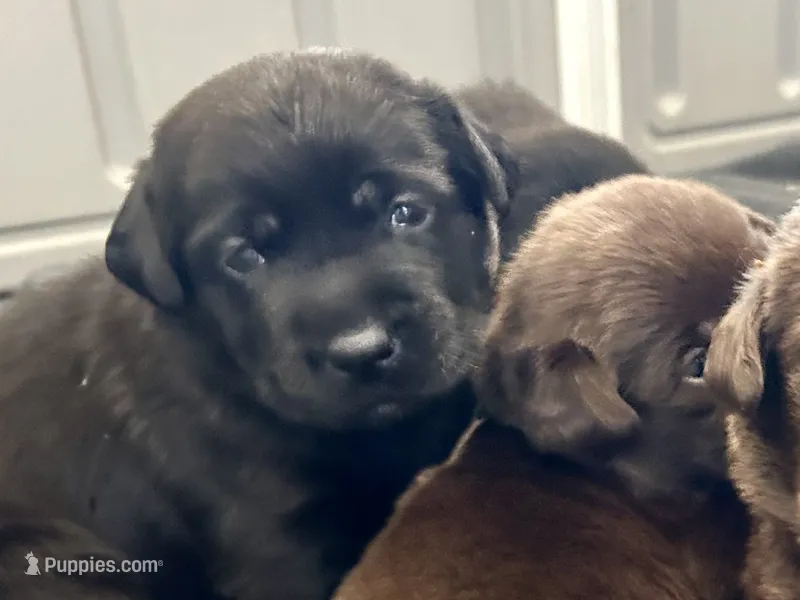 Ruby – Labrador Retriever puppy for sale in Templeton, CA