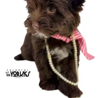 Brandy, a female Yorkshire Terrier for sale in Keller, TX – Photo 8 of 8