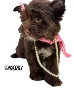 Brandy, a female Yorkshire Terrier for sale in Keller, TX – Photo 8 of 8