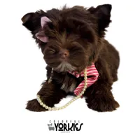 Brandy, a female Yorkshire Terrier for sale in Keller, TX – Photo 4 of 8