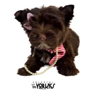 Brandy, a female Yorkshire Terrier for sale in Keller, TX – Photo 4 of 8