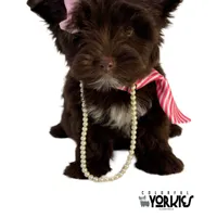 Brandy, a female Yorkshire Terrier for sale in Keller, TX – Photo 1 of 8