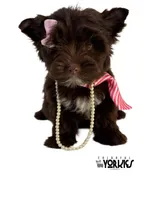 Brandy, a female Yorkshire Terrier for sale in Keller, TX – Photo 1 of 8