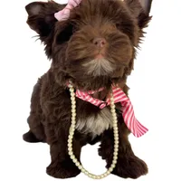 Brandy, a female Yorkshire Terrier for sale in Keller, TX – Photo 3 of 8