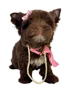 Brandy, a female Yorkshire Terrier for sale in Keller, TX – Photo 3 of 8