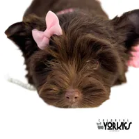 Brandy, a female Yorkshire Terrier for sale in Keller, TX – Photo 6 of 8