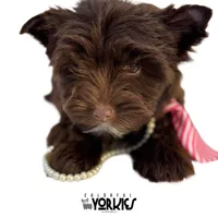 Brandy, a female Yorkshire Terrier for sale in Keller, TX – Photo 5 of 8