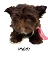 Brandy, a female Yorkshire Terrier for sale in Keller, TX – Photo 5 of 8