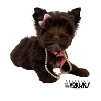 Brandy, a female Yorkshire Terrier for sale in Keller, TX – Photo 7 of 8