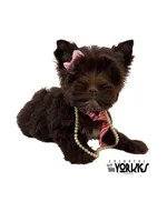 Brandy, a female Yorkshire Terrier for sale in Keller, TX – Photo 7 of 8