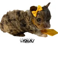 Oops, a female Yorkshire Terrier for sale in Keller, TX – Photo 5 of 6