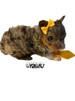 Oops, a female Yorkshire Terrier for sale in Keller, TX – Photo 5 of 6