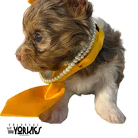 Oops, a female Yorkshire Terrier for sale in Keller, TX – Photo 2 of 6