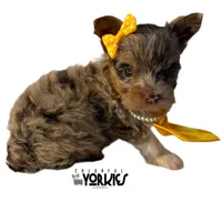 Oops, a female Yorkshire Terrier for sale in Keller, TX – Photo 6 of 6