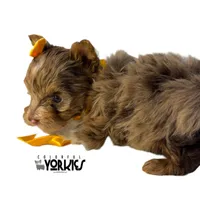 Oops, a female Yorkshire Terrier for sale in Keller, TX – Photo 4 of 6