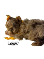 Oops, a female Yorkshire Terrier for sale in Keller, TX – Photo 4 of 6