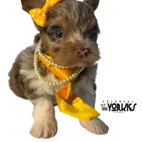 Oops, a female Yorkshire Terrier for sale in Keller, TX – Photo 3 of 6