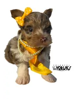 Oops, a female Yorkshire Terrier for sale in Keller, TX – Photo 3 of 6