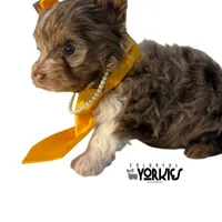 Oops, a female Yorkshire Terrier for sale in Keller, TX – Photo 1 of 6