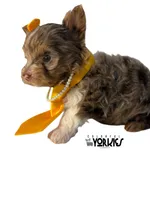 Oops, a female Yorkshire Terrier for sale in Keller, TX – Photo 1 of 6