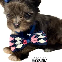 Beau, a male Yorkshire Terrier for sale in Keller, TX – Photo 1 of 6