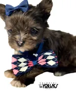 Beau, a male Yorkshire Terrier for sale in Keller, TX – Photo 1 of 6