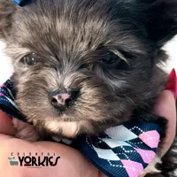 Beau, a male Yorkshire Terrier for sale in Keller, TX – Photo 5 of 6