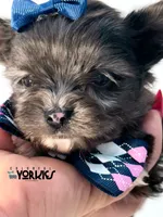 Beau, a male Yorkshire Terrier for sale in Keller, TX – Photo 5 of 6