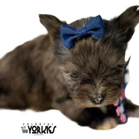 Beau, a male Yorkshire Terrier for sale in Keller, TX – Photo 2 of 6