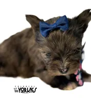 Beau, a male Yorkshire Terrier for sale in Keller, TX – Photo 2 of 6