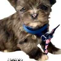 Beau, a male Yorkshire Terrier for sale in Keller, TX – Photo 3 of 6
