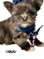 Beau, a male Yorkshire Terrier for sale in Keller, TX – Photo 3 of 6