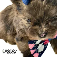 Beau, a male Yorkshire Terrier for sale in Keller, TX – Photo 6 of 6