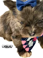 Beau, a male Yorkshire Terrier for sale in Keller, TX – Photo 6 of 6