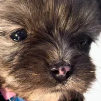 Beau, a male Yorkshire Terrier for sale in Keller, TX – Photo 4 of 6