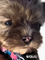 Beau, a male Yorkshire Terrier for sale in Keller, TX – Photo 4 of 6