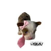 Bella, a female Yorkshire Terrier for sale in Keller, TX – Photo 5 of 6