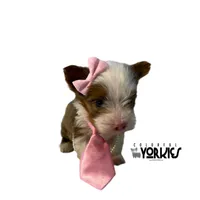 Bella, a female Yorkshire Terrier for sale in Keller, TX – Photo 3 of 6