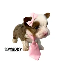 Bella, a female Yorkshire Terrier for sale in Keller, TX – Photo 2 of 6