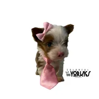 Bella, a female Yorkshire Terrier for sale in Keller, TX – Photo 1 of 6