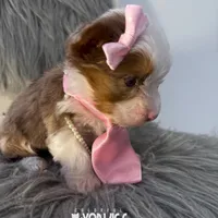 Bella, a female Yorkshire Terrier for sale in Keller, TX – Photo 6 of 6