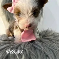 Bella, a female Yorkshire Terrier for sale in Keller, TX – Photo 4 of 6