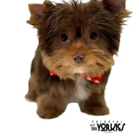 Cowboy, a male Yorkshire Terrier for sale in Keller, TX – Photo 5 of 7