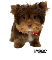 Cowboy, a male Yorkshire Terrier for sale in Keller, TX – Photo 5 of 7