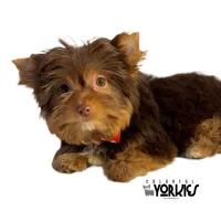 Cowboy, a male Yorkshire Terrier for sale in Keller, TX – Photo 6 of 7