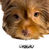 Cowboy, a male Yorkshire Terrier for sale in Keller, TX – Photo 3 of 7