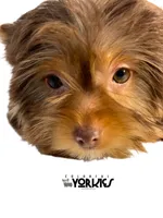 Cowboy, a male Yorkshire Terrier for sale in Keller, TX – Photo 3 of 7