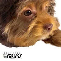 Cowboy, a male Yorkshire Terrier for sale in Keller, TX – Photo 7 of 7