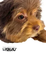 Cowboy, a male Yorkshire Terrier for sale in Keller, TX – Photo 7 of 7